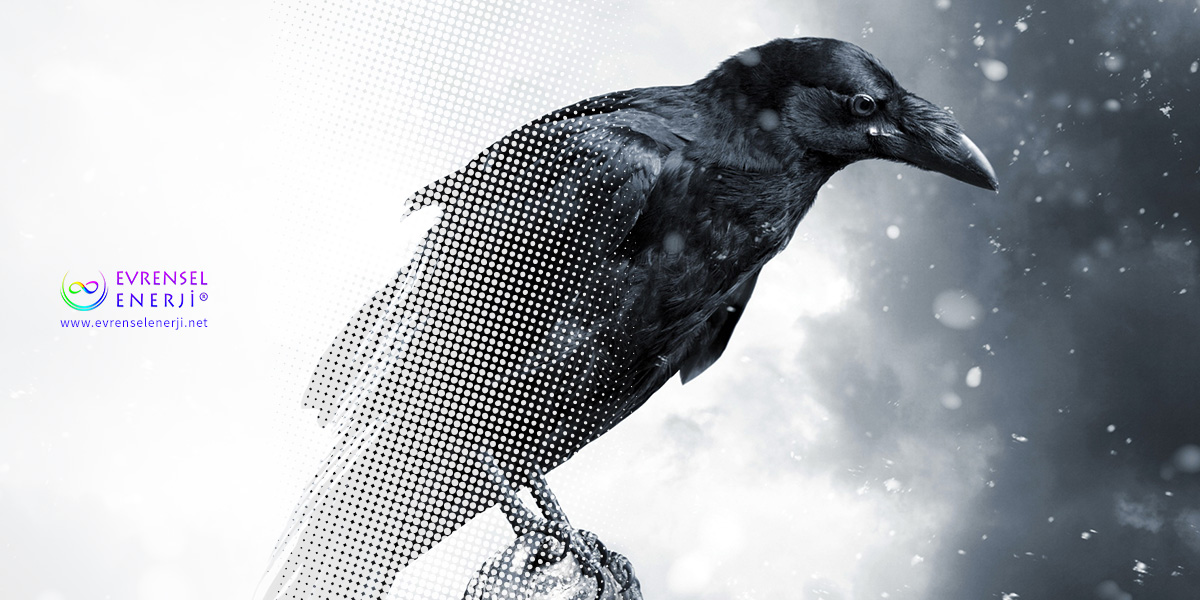 Corvus Corax